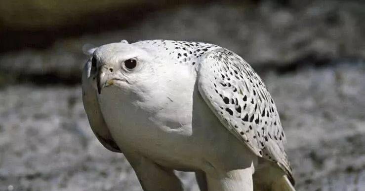 "万鹰之神"海东青,古代的罪犯捉到一只即可赎罪!