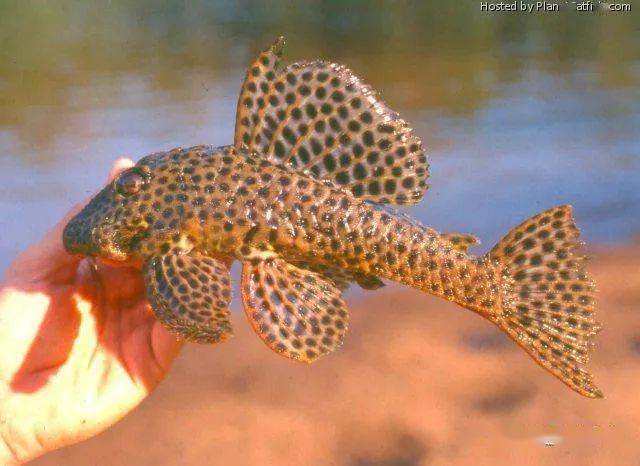 每天认识一种南美鱼|(102)苏里南大黄蜂_手机搜狐网