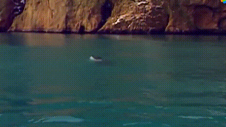 海狮拍肚子动图图片