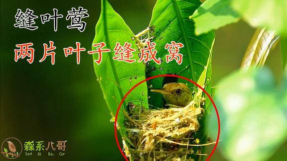 缝叶莺你见过吗一种体型较小会把两片叶子缝成窝的鸟儿
