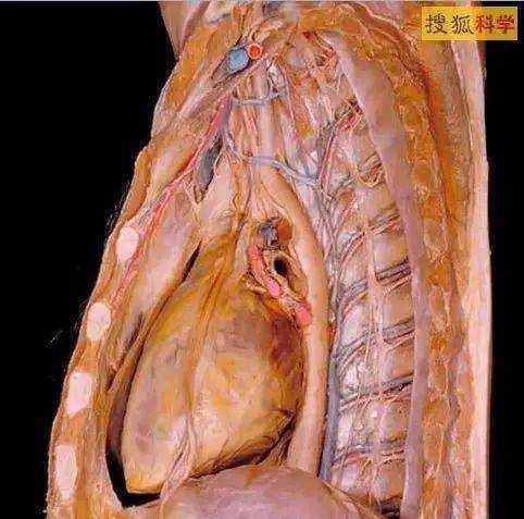 最清晰的人体3d解剖图胆小者勿进