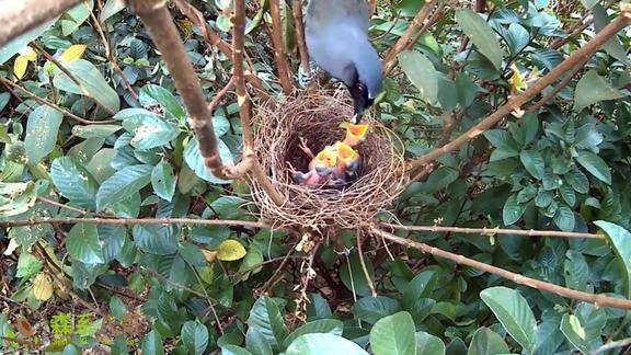 珊瑚鸟是如何育雏的雏鸟的食物都是一些小昆虫亲鸟回巢很谨慎