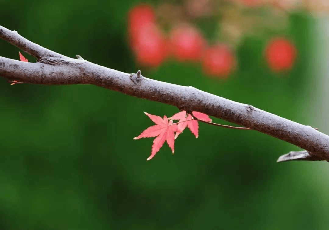 就像此刻此时,仿佛转眼间,夏便成了回忆,岁月便悄无声息在风轻云淡中