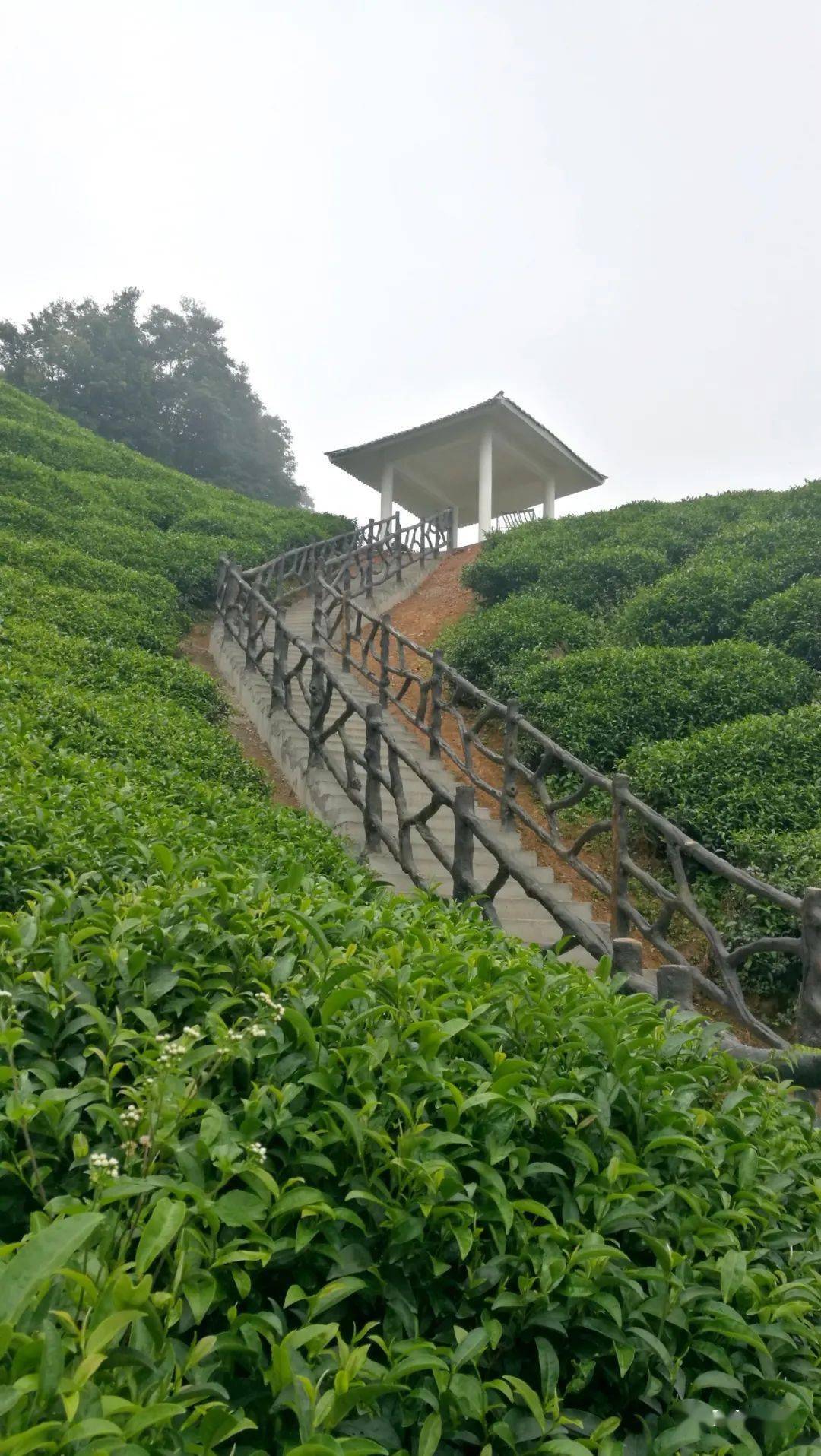 茶山观景台图片