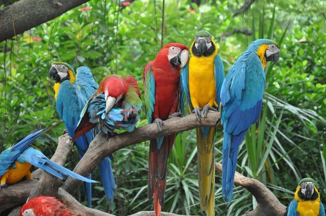 章丘又多了一座动物园?诺德名城萌宠总动员,网红神兽齐登场!_鹦鹉