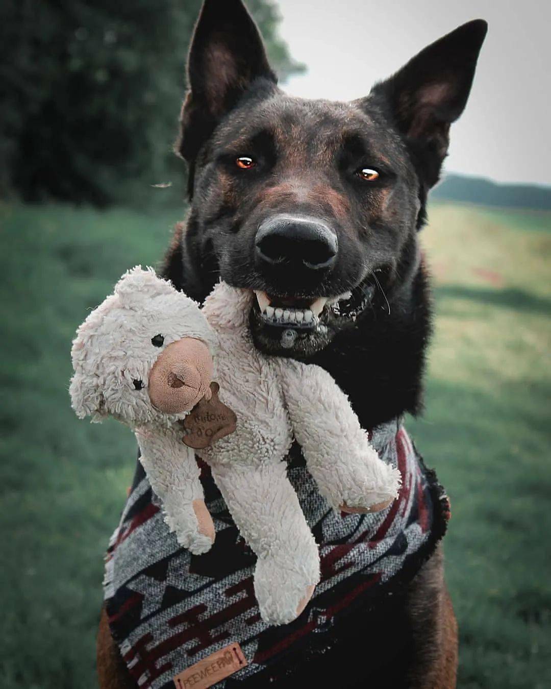 穿警服的大魔头马犬从小喽啰到c位的逆袭