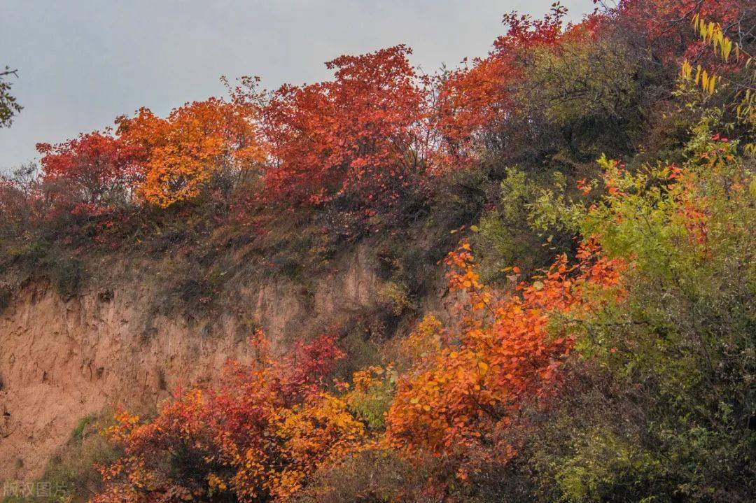 太原崛圍山紅葉地址:山西省忻州市定襄縣城東南莊鄉定襄紅葉谷,一到了