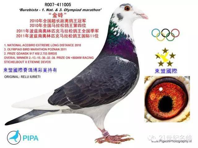 被中国土豪收购的那些欧洲鸽王拥有一只足矣!