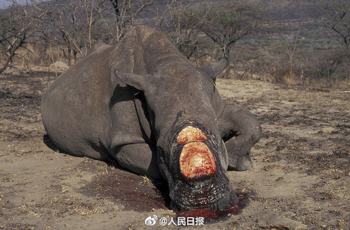 救救犀牛转发倡议拒绝买卖野生动物制品