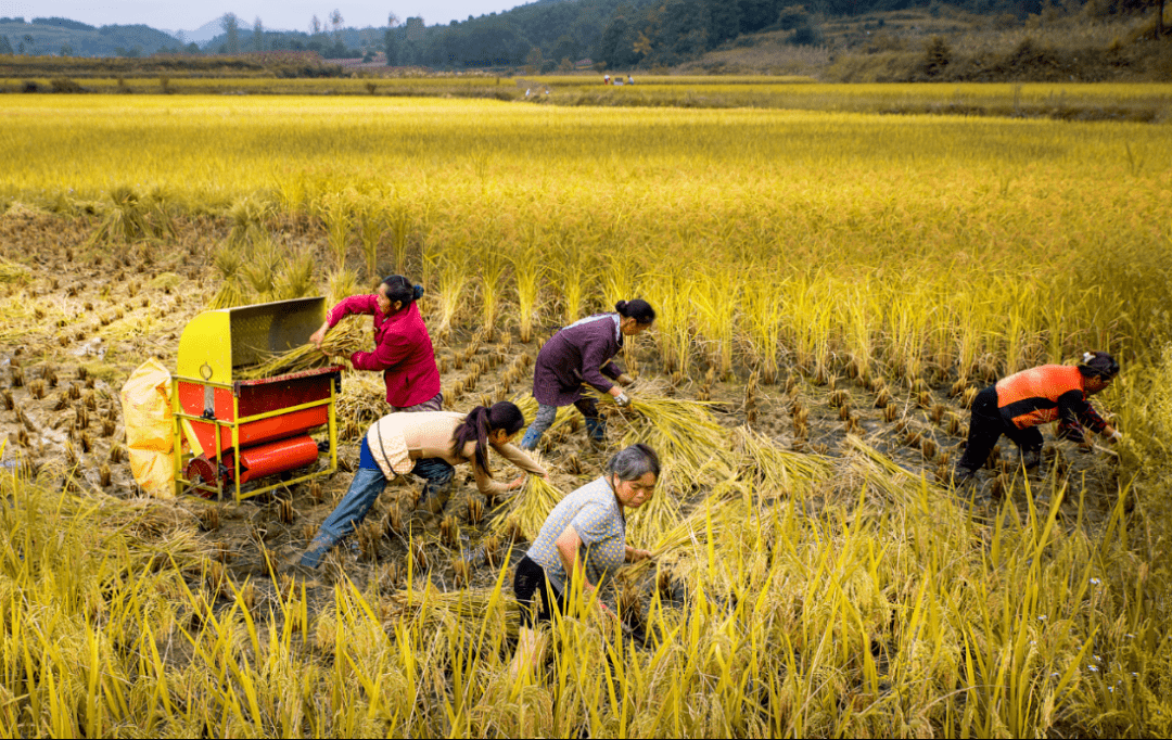 镜头喜看稻菽千重浪