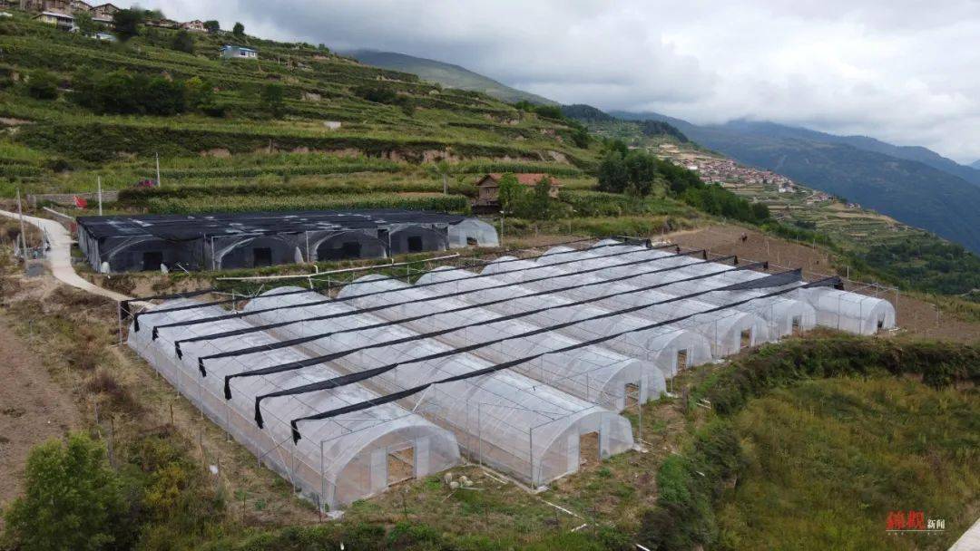 全村30多户,140多人,每年4月到6月,都是全家出动,往深山老林去挖虫草