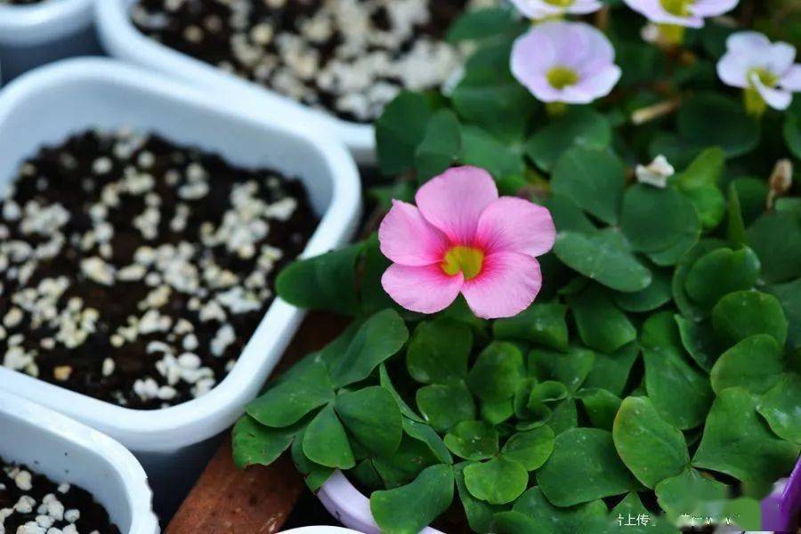 酢浆草已开200多种真的