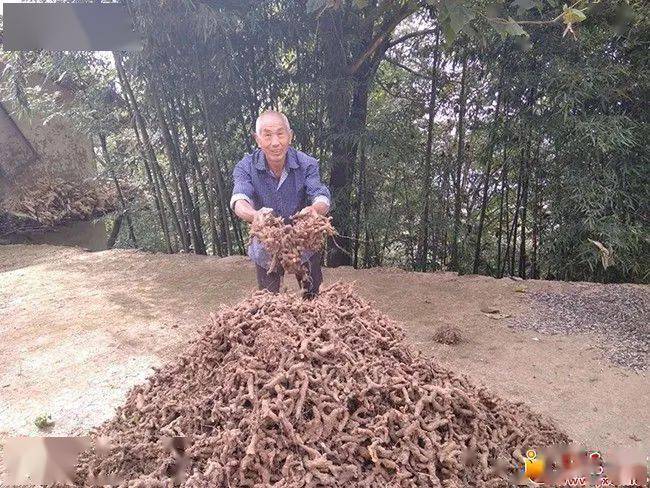 郧西六郎乡柯家湾村周启运昔日在外打零工今日回乡兴产业