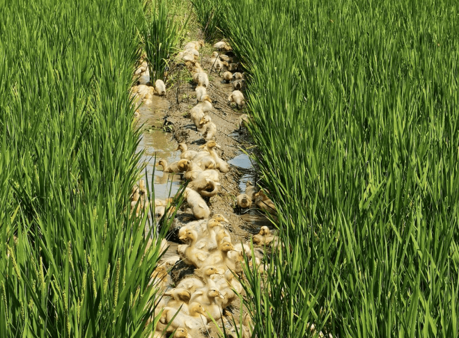 稻鸭共生实现生态与经济效益双赢