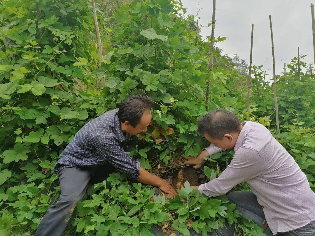 种葛根发家致富,平利县的他一年纯收入26000-27000元.