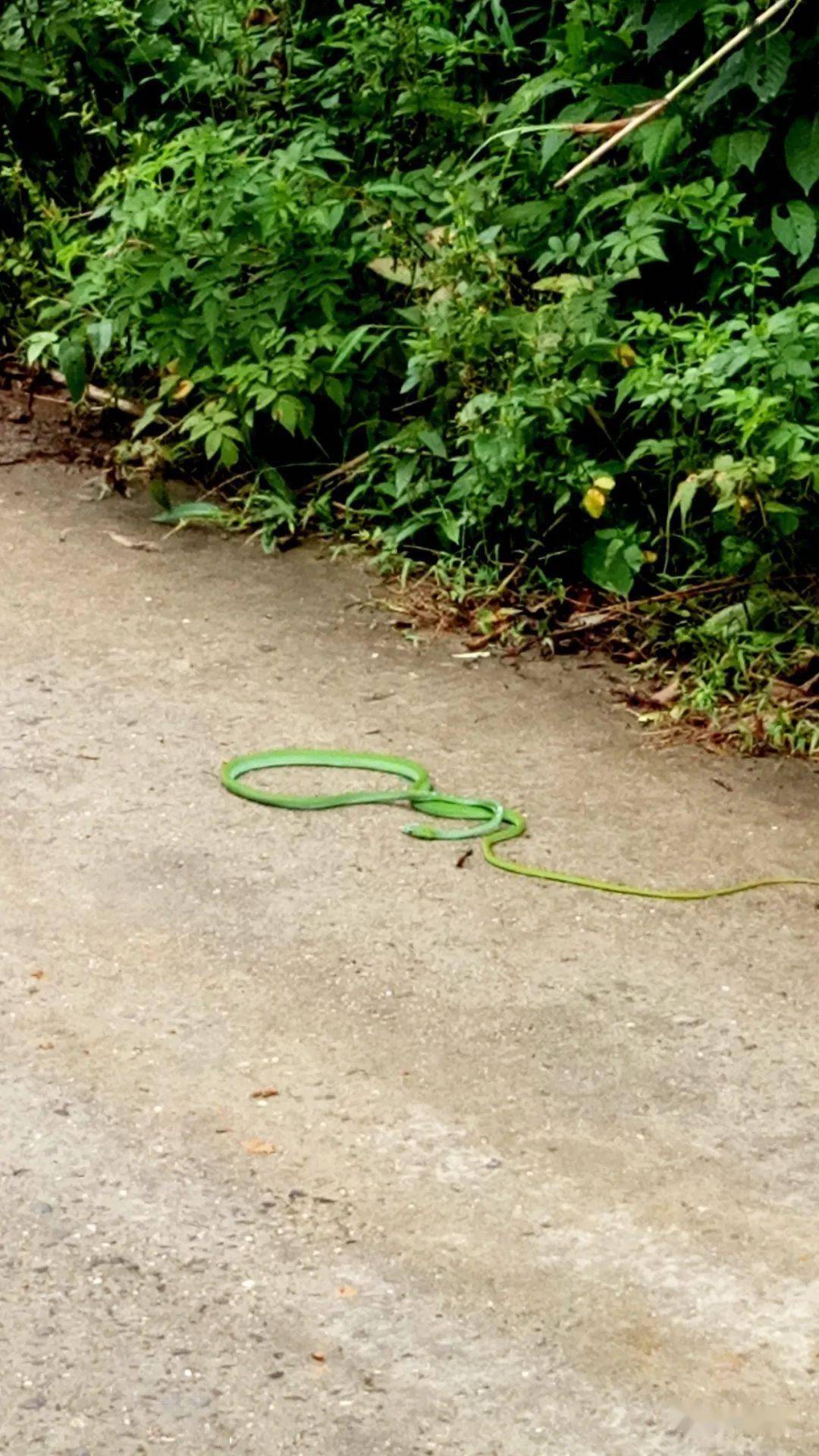 大脑山的公路发现有毒蛇出没,请大家注意安全