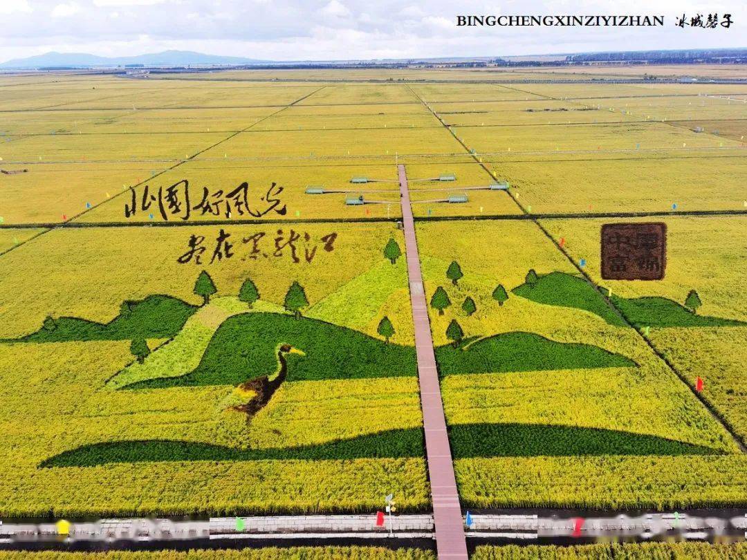 壮观热烈黑龙江在富锦万亩水稻公园欢庆农民丰收节