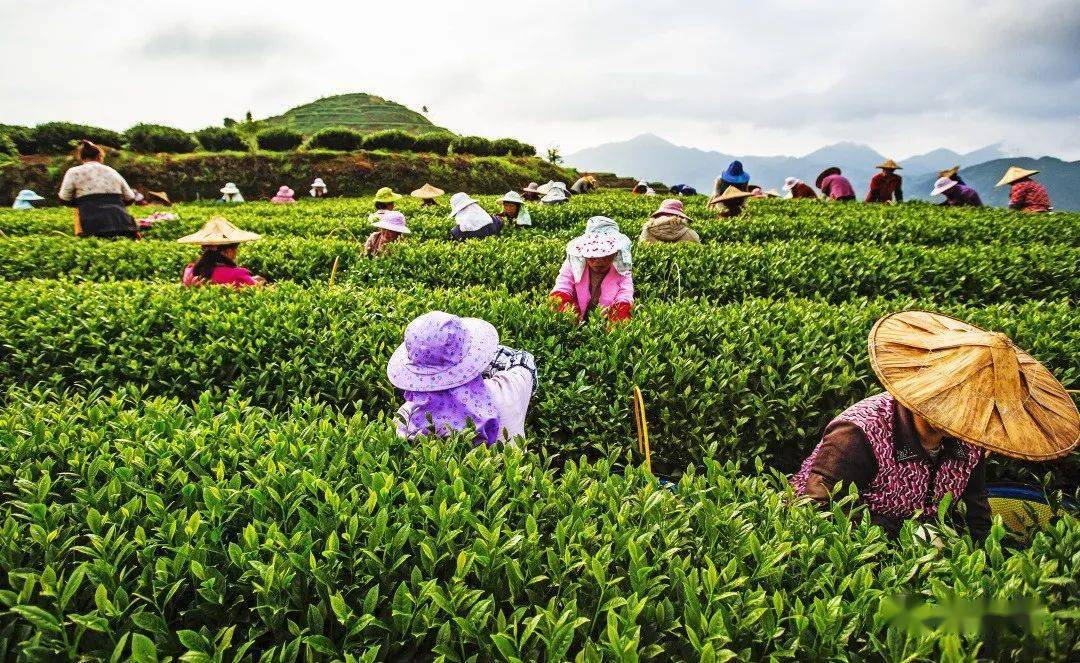 【清爽华安 丰收家园】采秋茶 闻秋香_茶叶