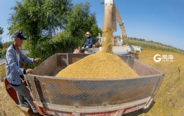 观海摄影师 于胜宪摄▲即墨蓝村大米长势喜人,开启了收割的序幕.