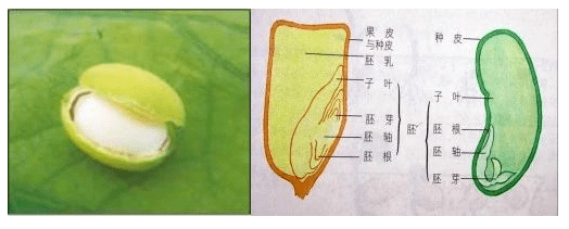 凤仙花种子的解剖图图片