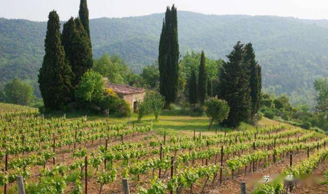 【朗格多克产区葡萄园风景 来源:网络】跟我们刚看过的汝拉-萨瓦产区