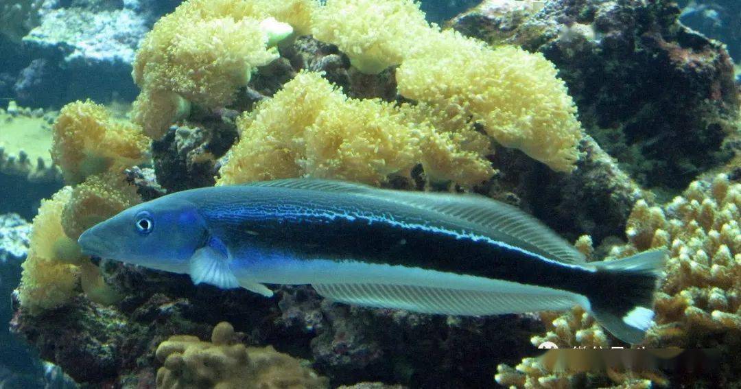 物种图册-侧条弱棘鱼