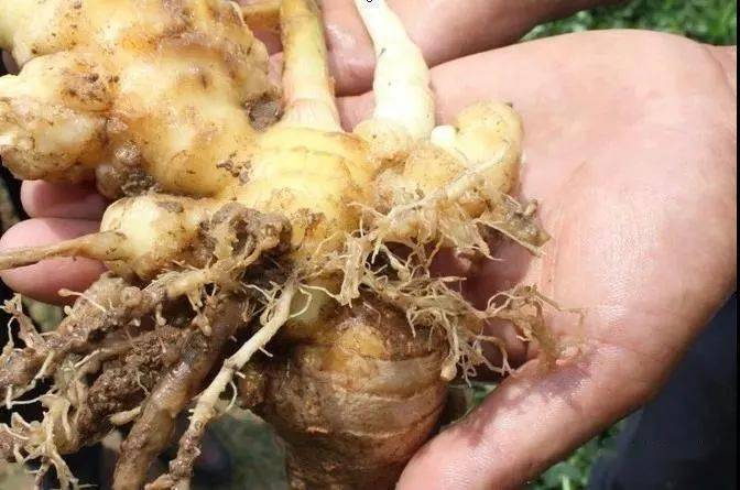 一生姜根腐病发生原因:1,种植密度大,株,行间郁敝