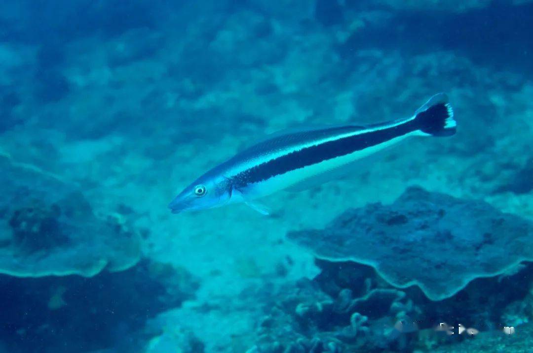 物种图册-侧条弱棘鱼