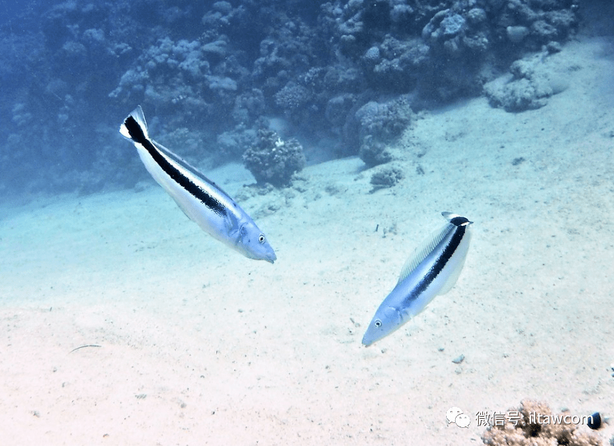 物种图册-侧条弱棘鱼