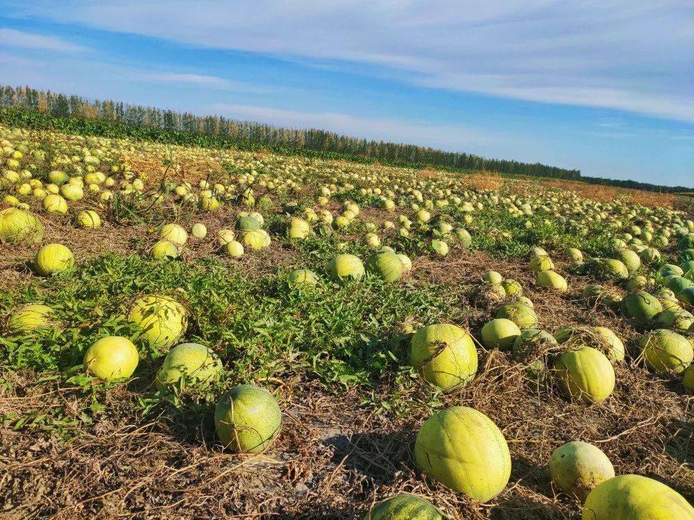 收!啦!红彤彤,金灿灿,绿油油