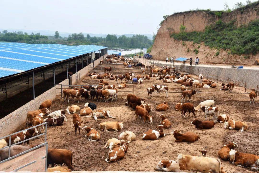 榆社畜牧业多元发展促增收