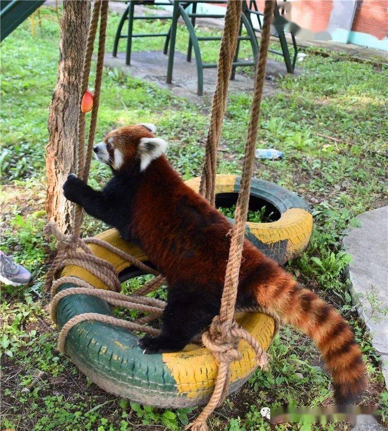 小熊猫喜获秋千玩嗨了