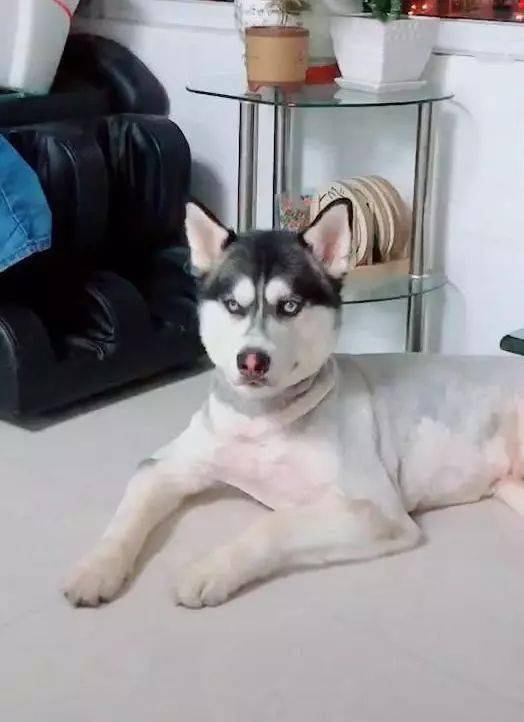 这位铲屎官就把自家的哈士奇剃了一个光光,铲屎官如此的自以为是引来