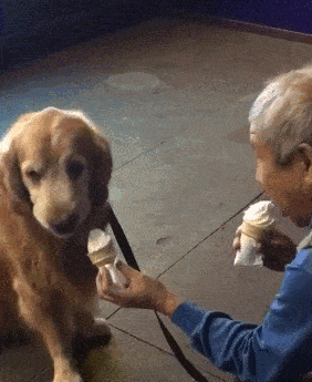 在家里,为什么你的地位不如狗?