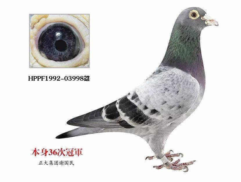 紫罗兰眼志种鸽图片图片