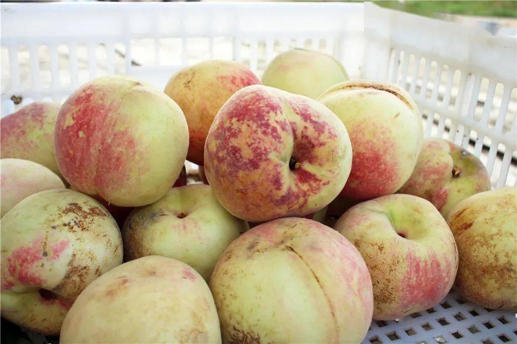 激动火爆全城的开口笑桃终于开卖啦嘎嘣脆甜好吃到停不下来