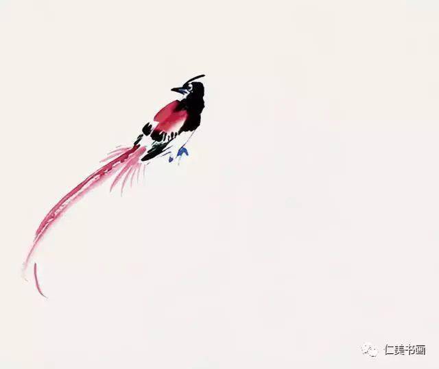绘画步骤详解|绶带鸟能与传说中的凤凰相媲美的鸟