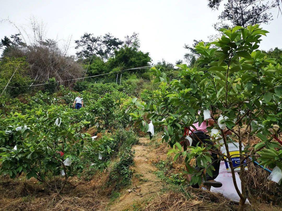 小眉村番石榴 今年卖火了_种植