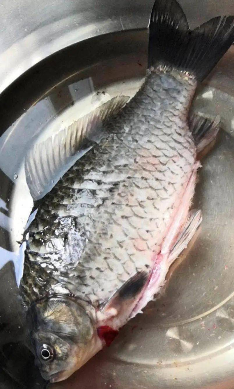 海盐网友因杀好的鱼不会动怀疑是摊主掉包了不新鲜的鱼