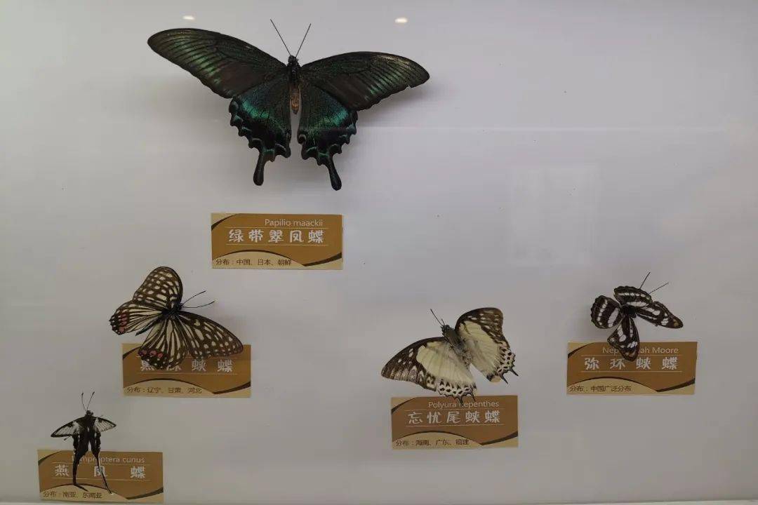 博物馆奇妙之旅一缤纷多彩的蝴蝶世界