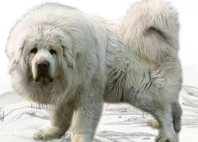 血统纯正,品种优良,一直被评为全国最好的藏獒,"赤古"在藏语里是王中