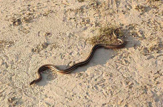 区内车里竟有条毒蛇内蒙古一女子吓得瑟瑟发抖急忙报警求助