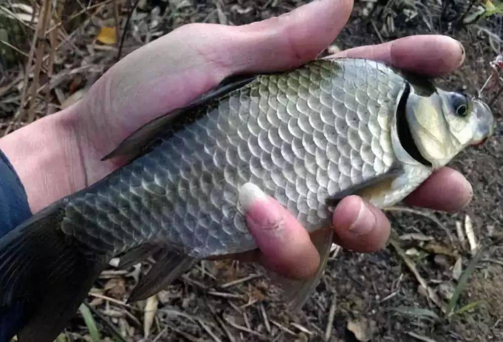 秋钓鲫鱼掌握这几个方法鱼获翻倍