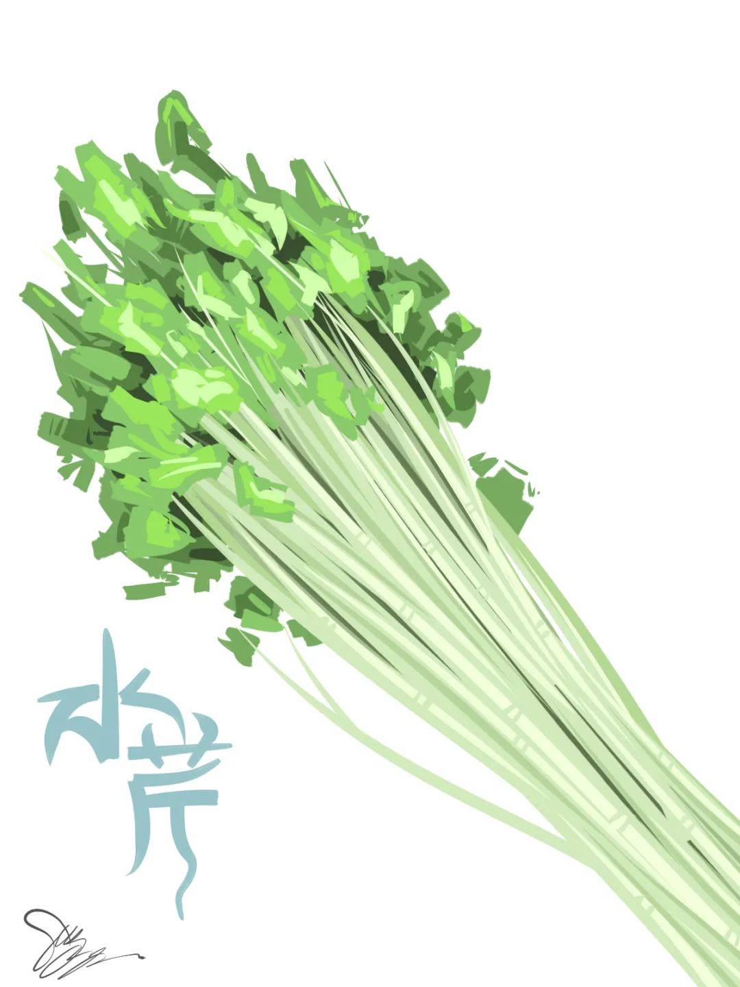 芹菜有哪些功效不同种类的芹菜有什么区别