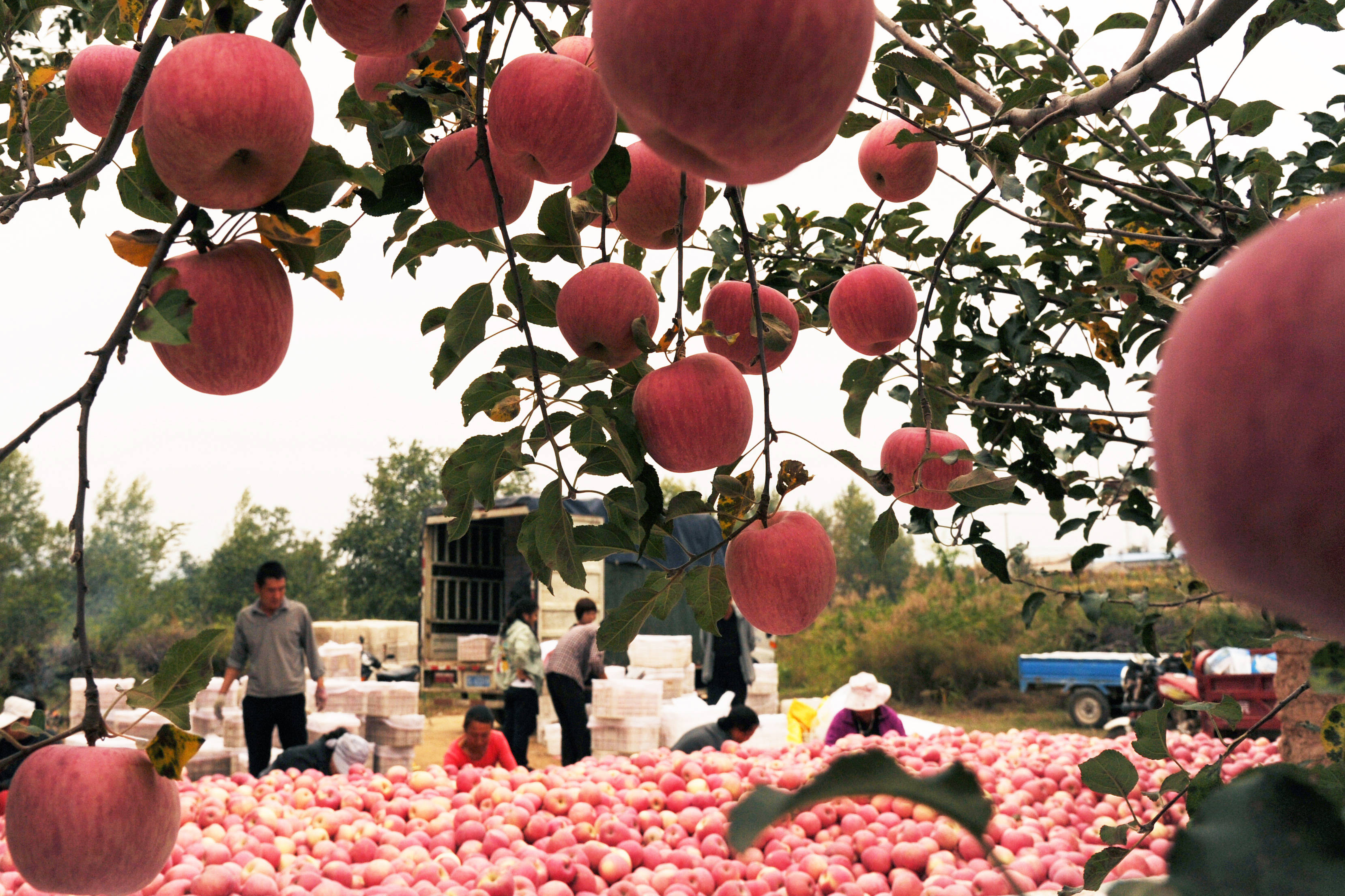 山西吉县苹果喜获丰收
