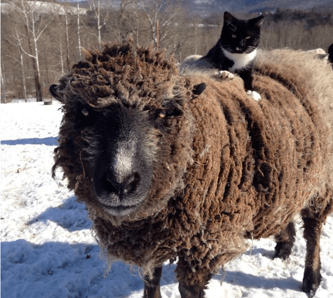 第一次见到猫和羊的组合也太有爱了吧