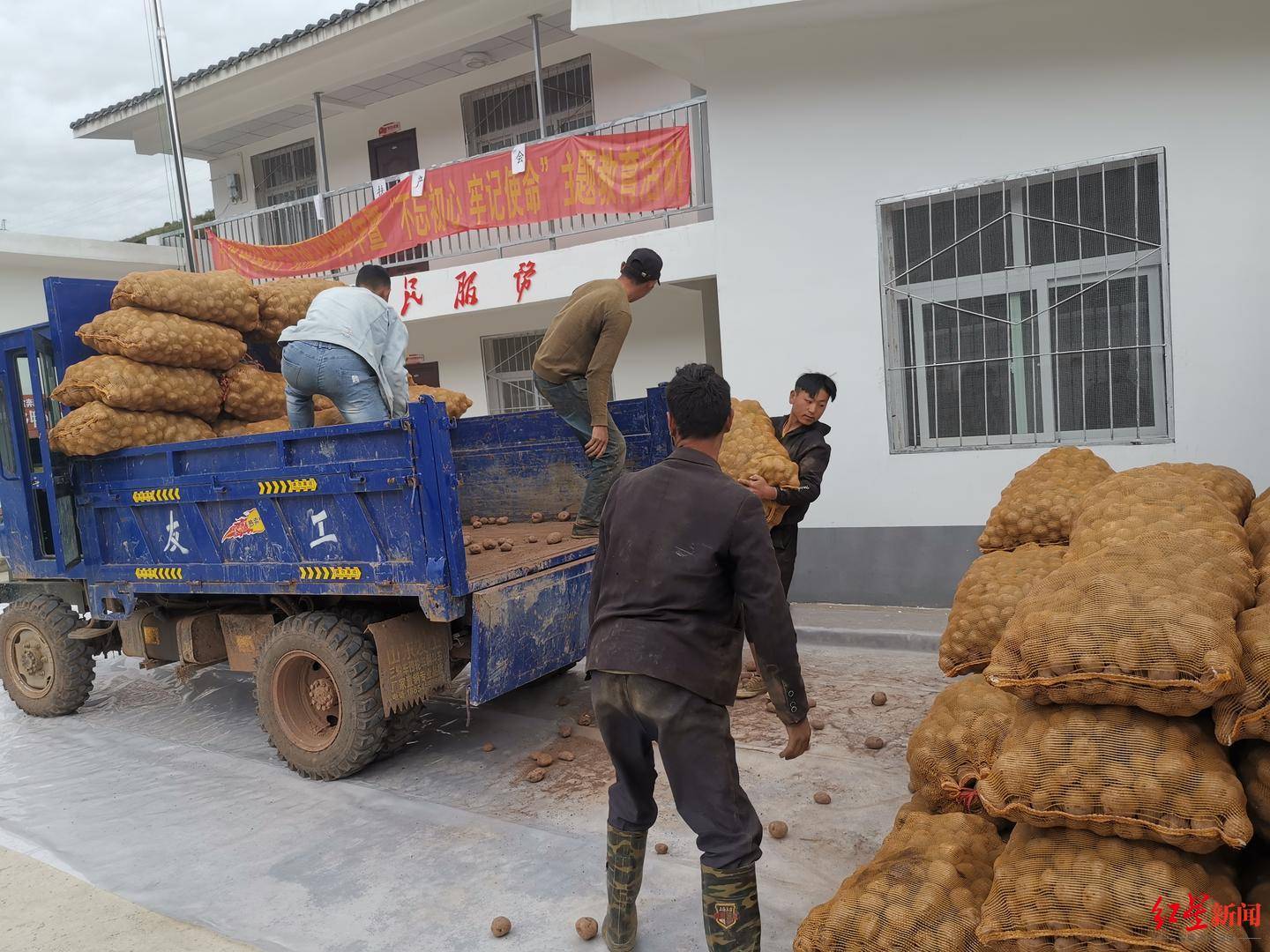 大凉山7万斤土豆今日运抵成都送上成都师生的餐盘