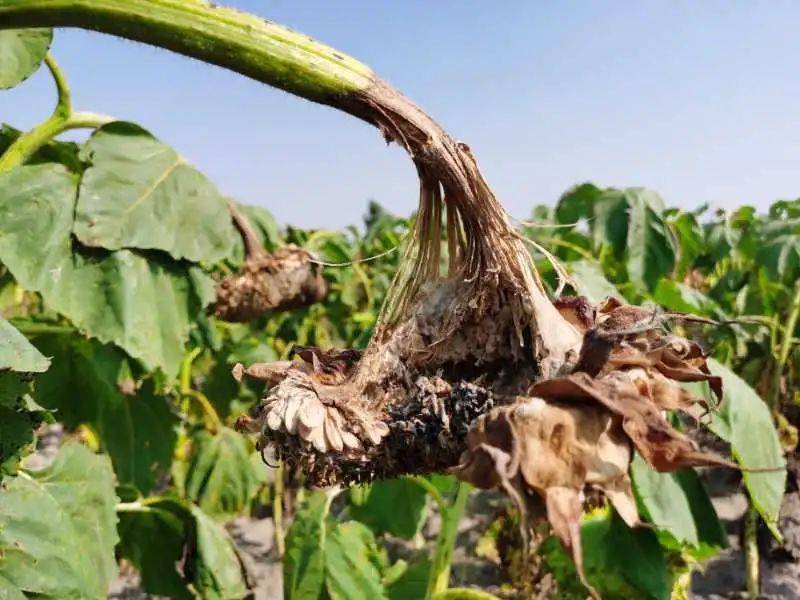 根力多 走中国||根力多生物防控向日葵菌核病初见成效