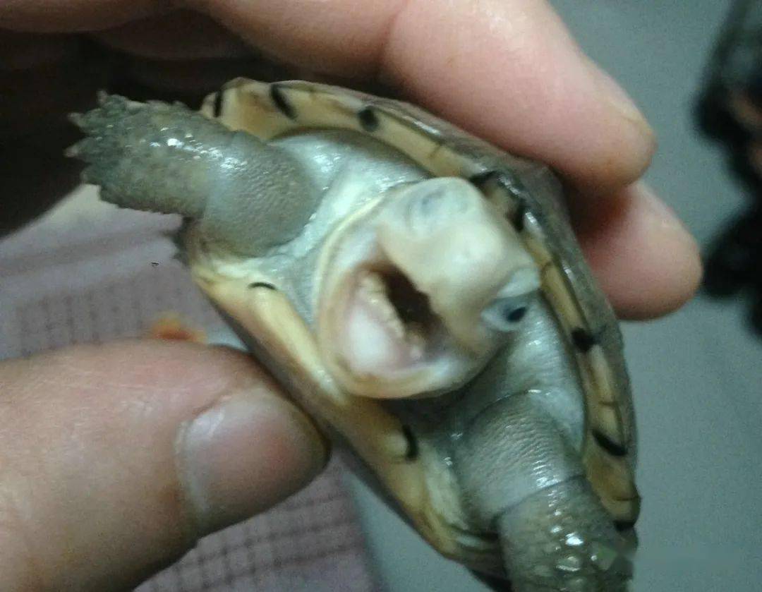 乌龟口角炎图片