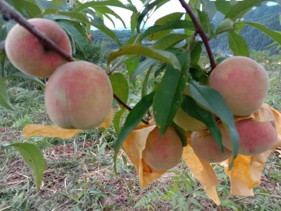 丰都高山九月桃成熟采摘正当时